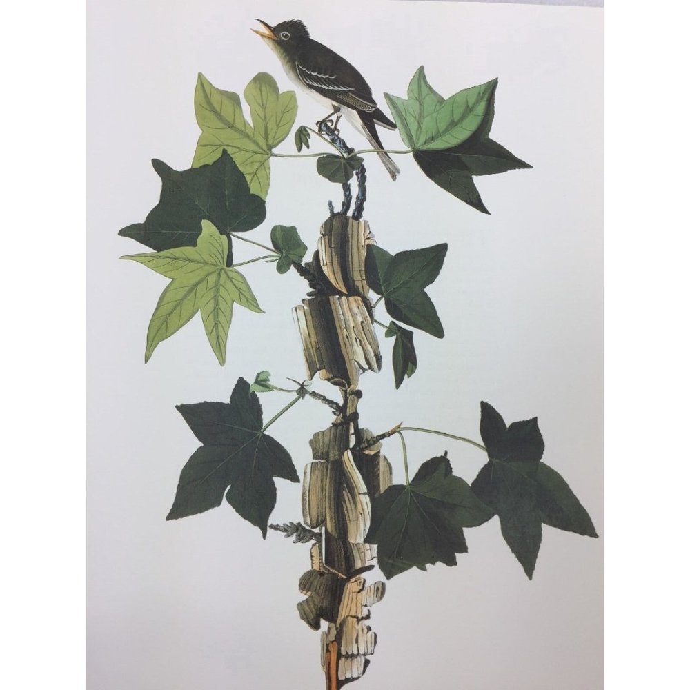 Vintage Audubon Print Alder Traills Flycatcher Bird 25810